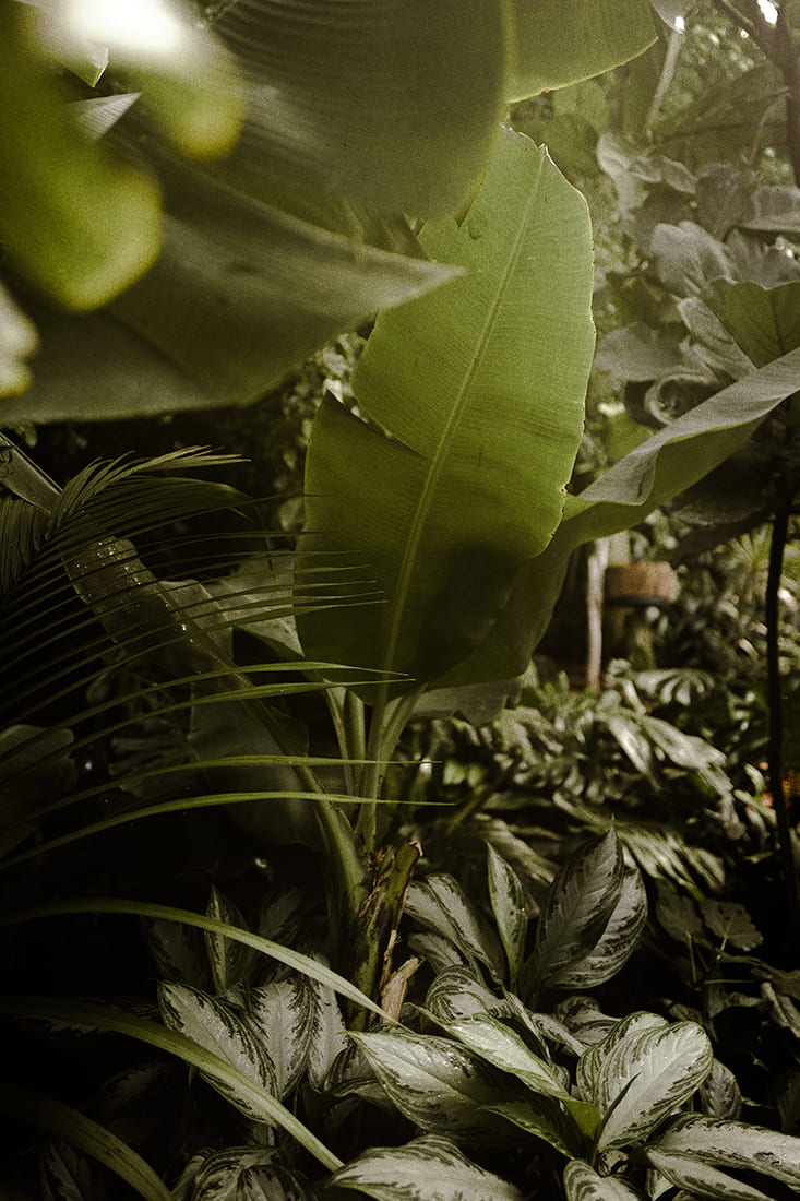 banana-plant