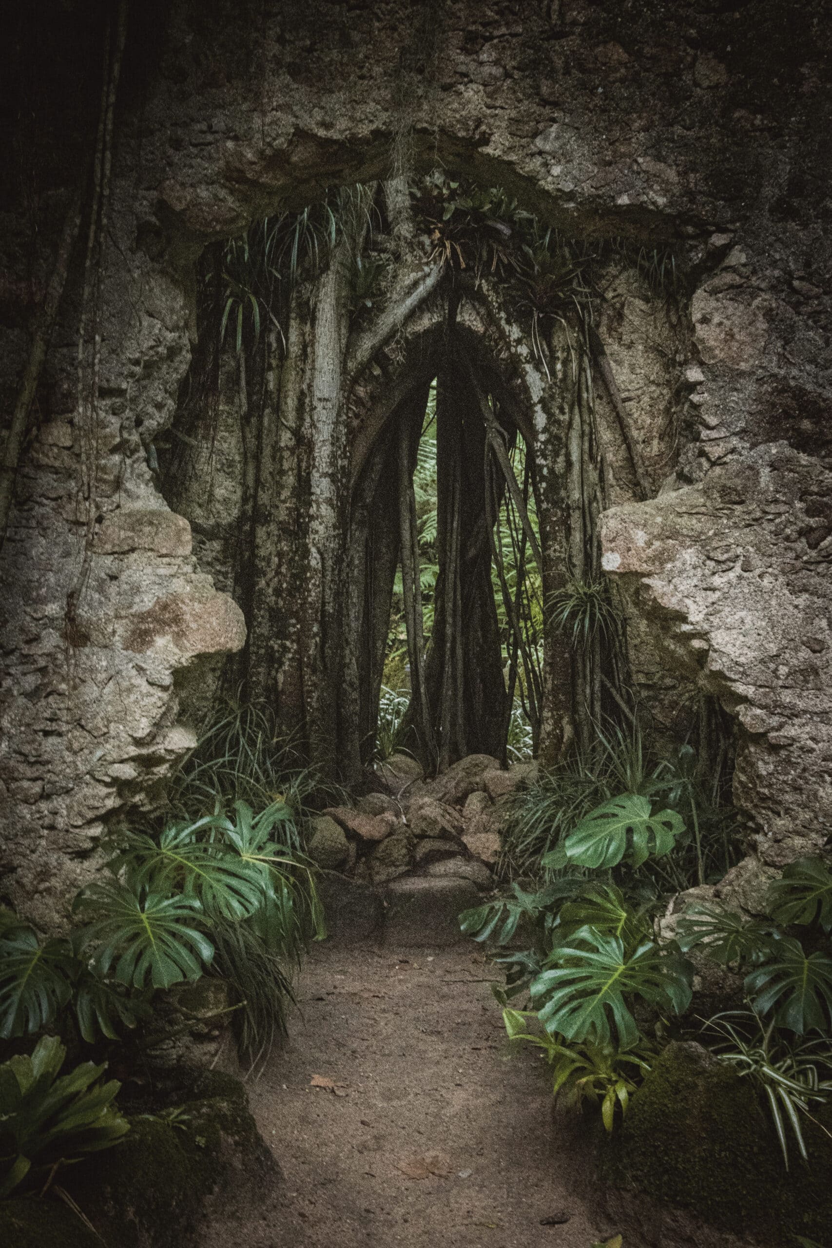 jungle-arches