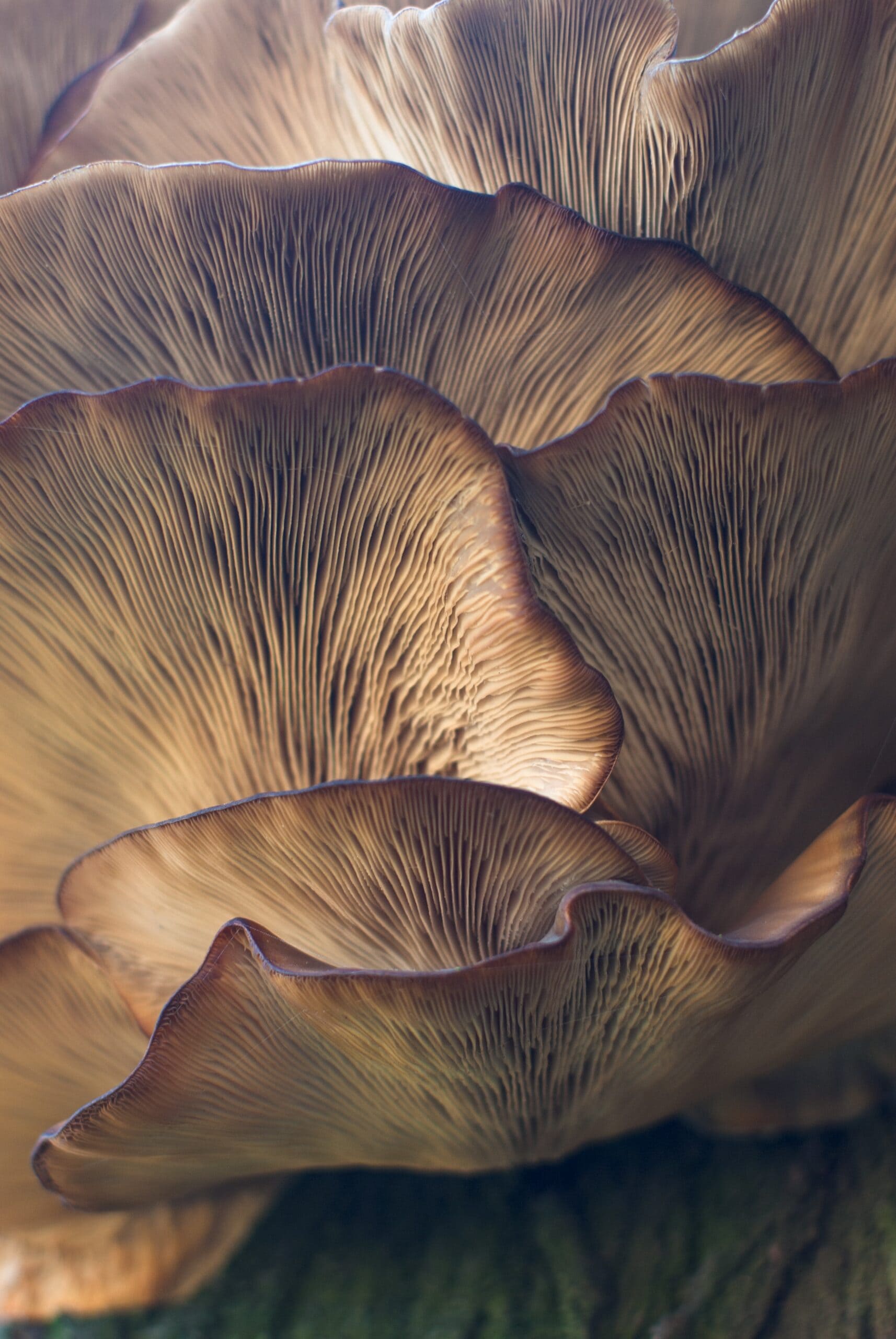 oyster-mushrooms